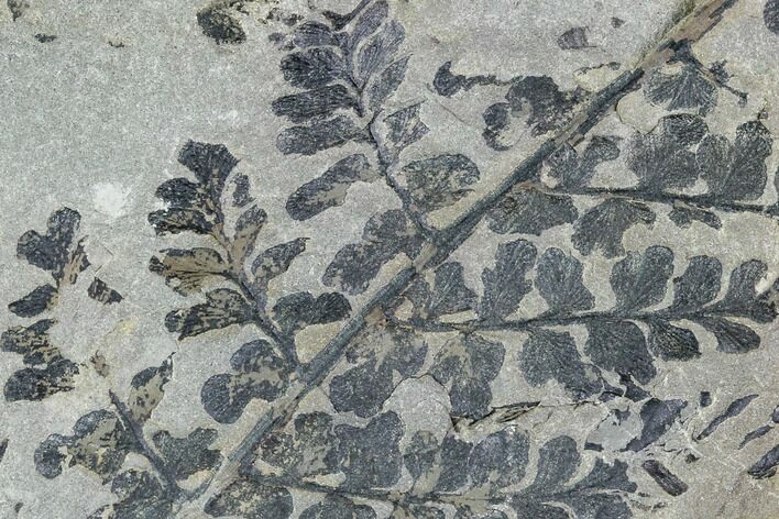 Pennsylvanian Fossil Fern (Sphenopteris) Plate - Kentucky #112932